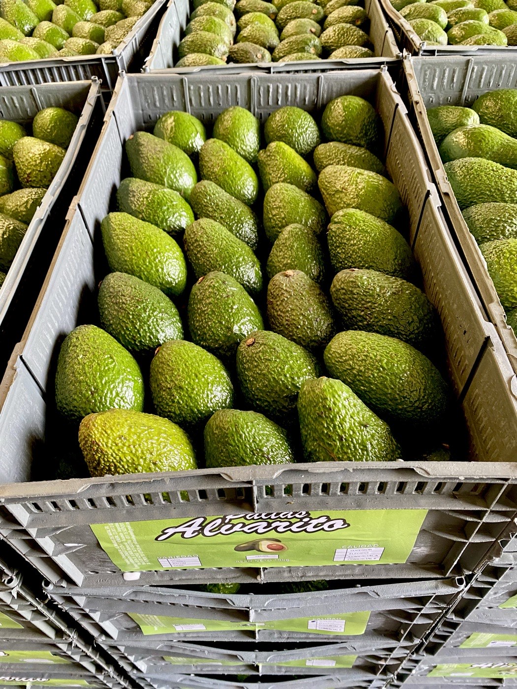 Cajones llenos de paltas con la etiqueta de Paltas Alvarito