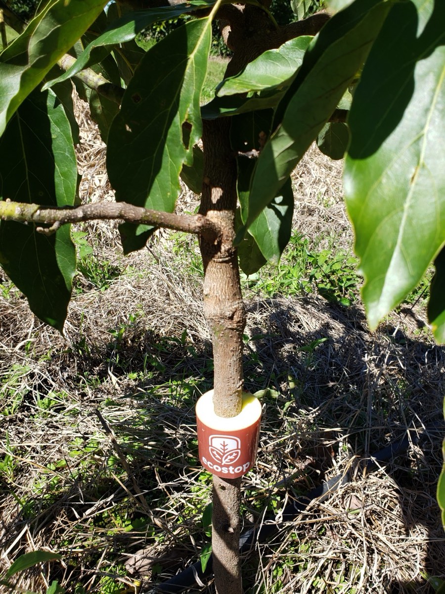 Barrera Ecostop instalada en el tronco de un palto joven en plena plantación