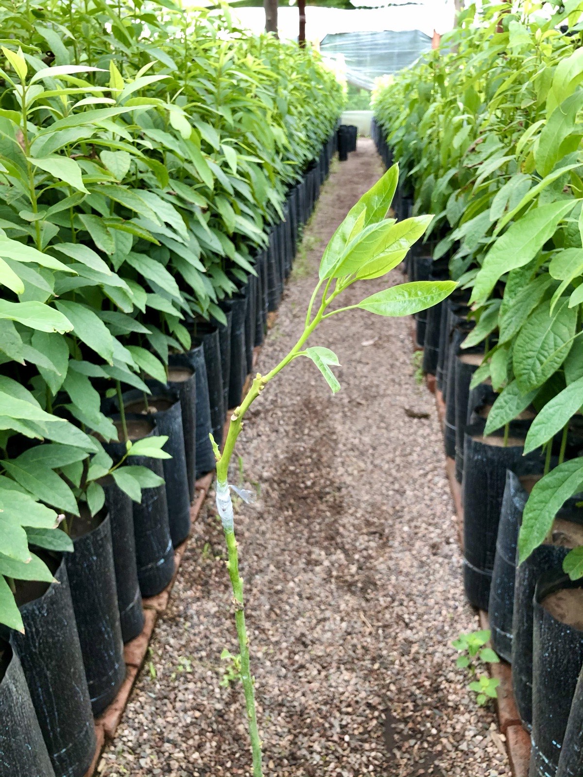 Pasillo entre hileras de plantines de palta injertados en el invernáculo del vivero