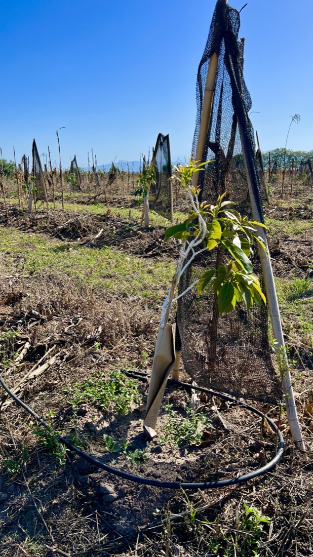 Plantín de palta joven con tutor